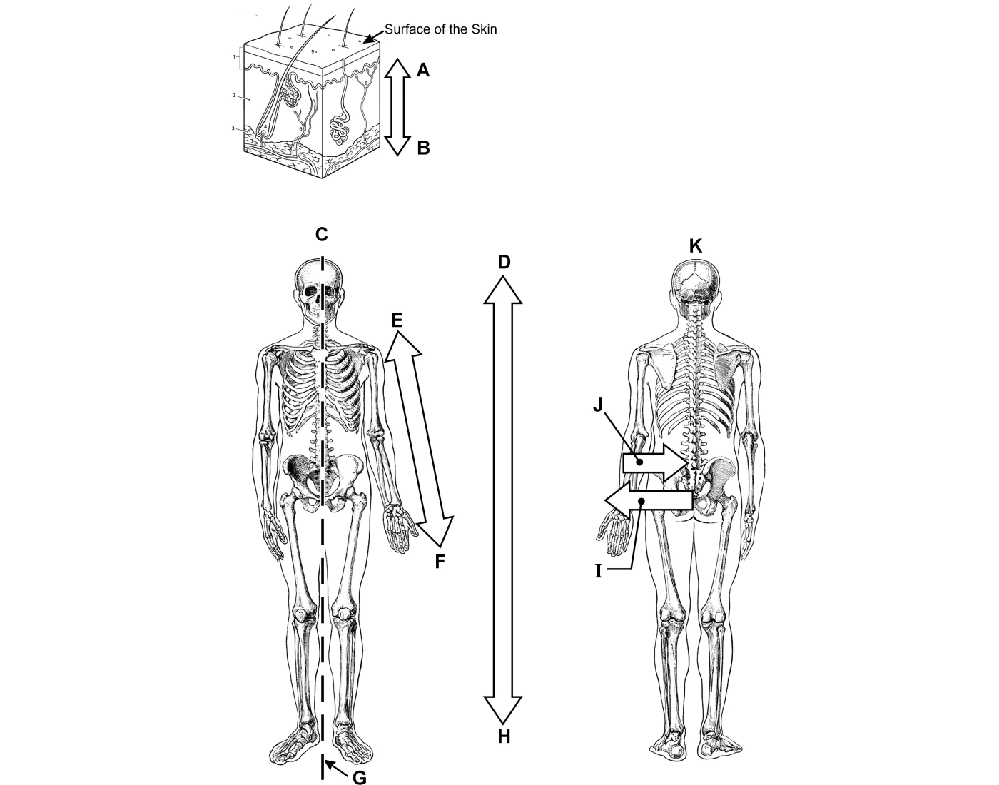 Anatomical directional terms Quiz