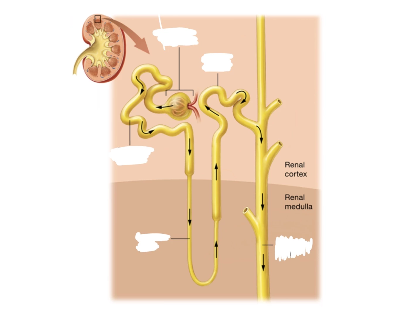 Loop Nephrogram Nephron loop Quiz