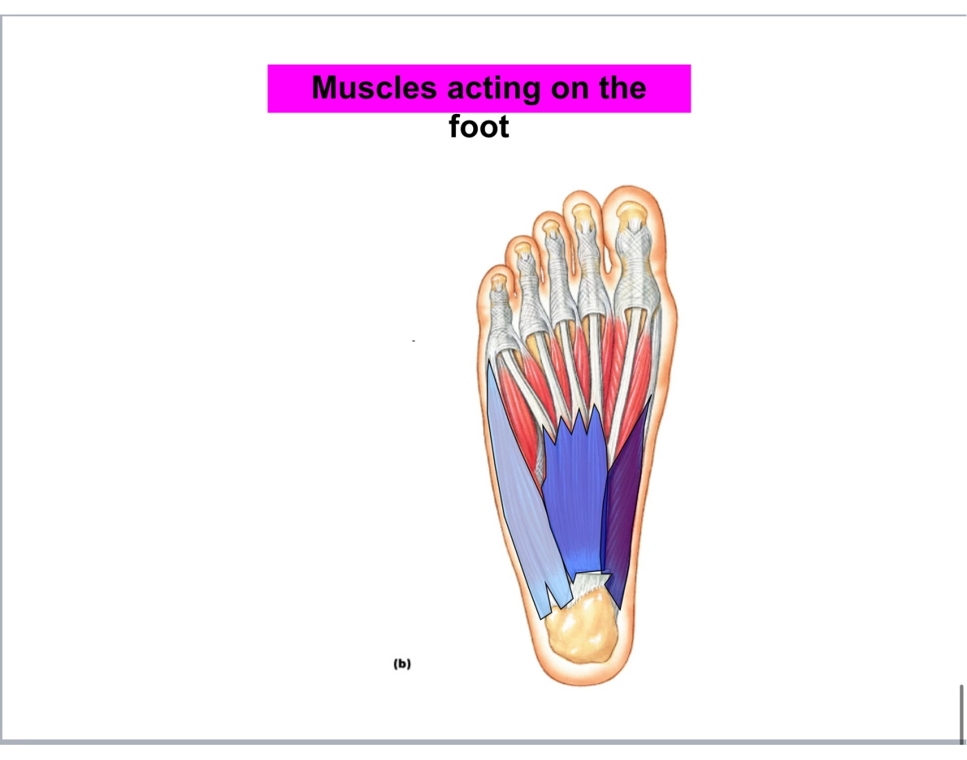 Muscles of foot: anatomy Quiz Biology Diagrams