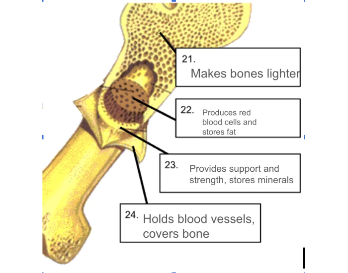 Bone Sample Labels Long bone labels Quiz