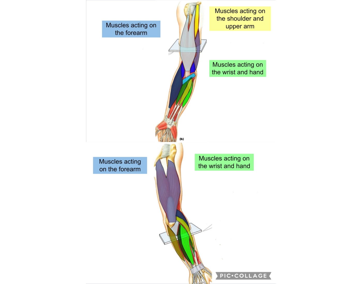 Muscles of the arm anatomy Quiz Biology Diagrams