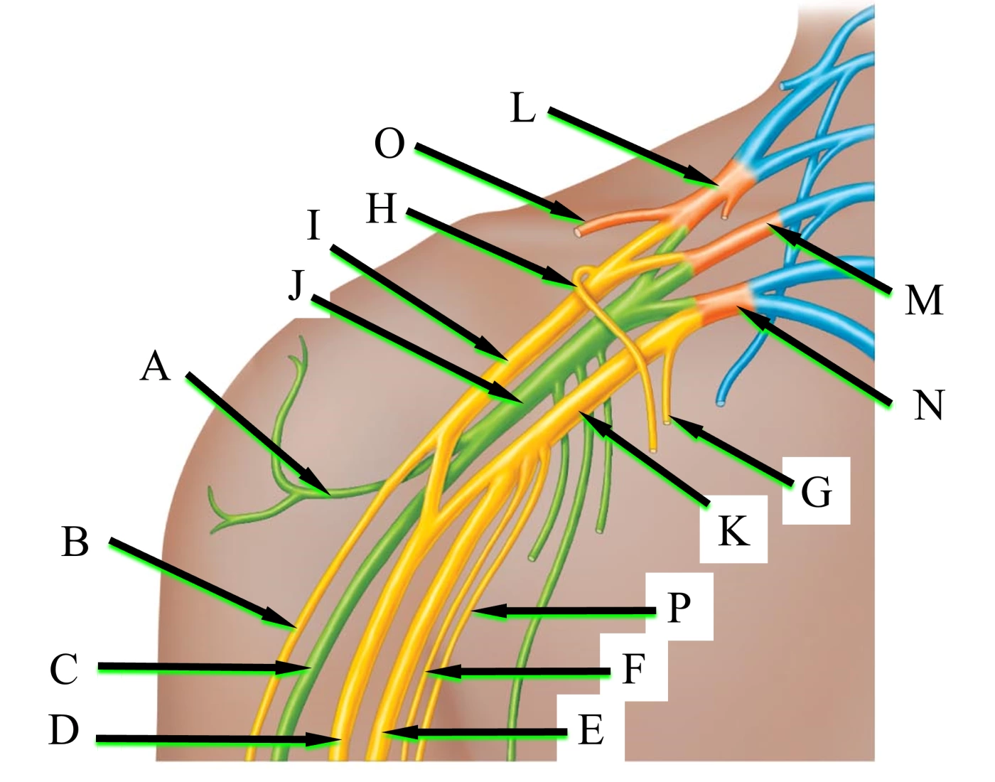 brachial plexus and nerves Quiz Biology Diagrams