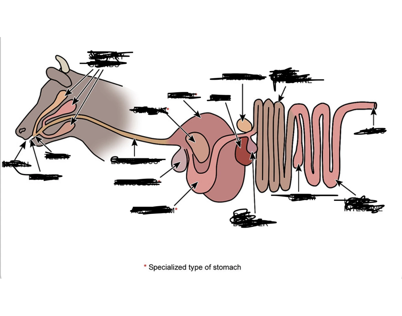 Inside The Rumen Ruminent Digestive System Quiz