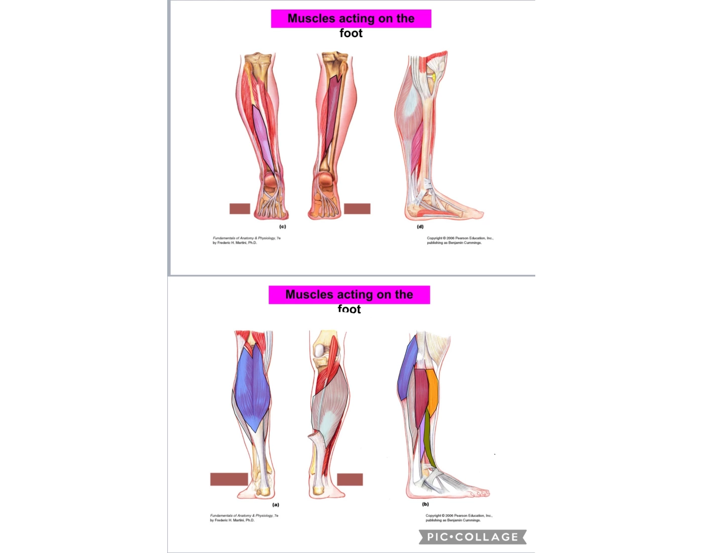 Muscles on foot (Lower leg): anatomy Quiz