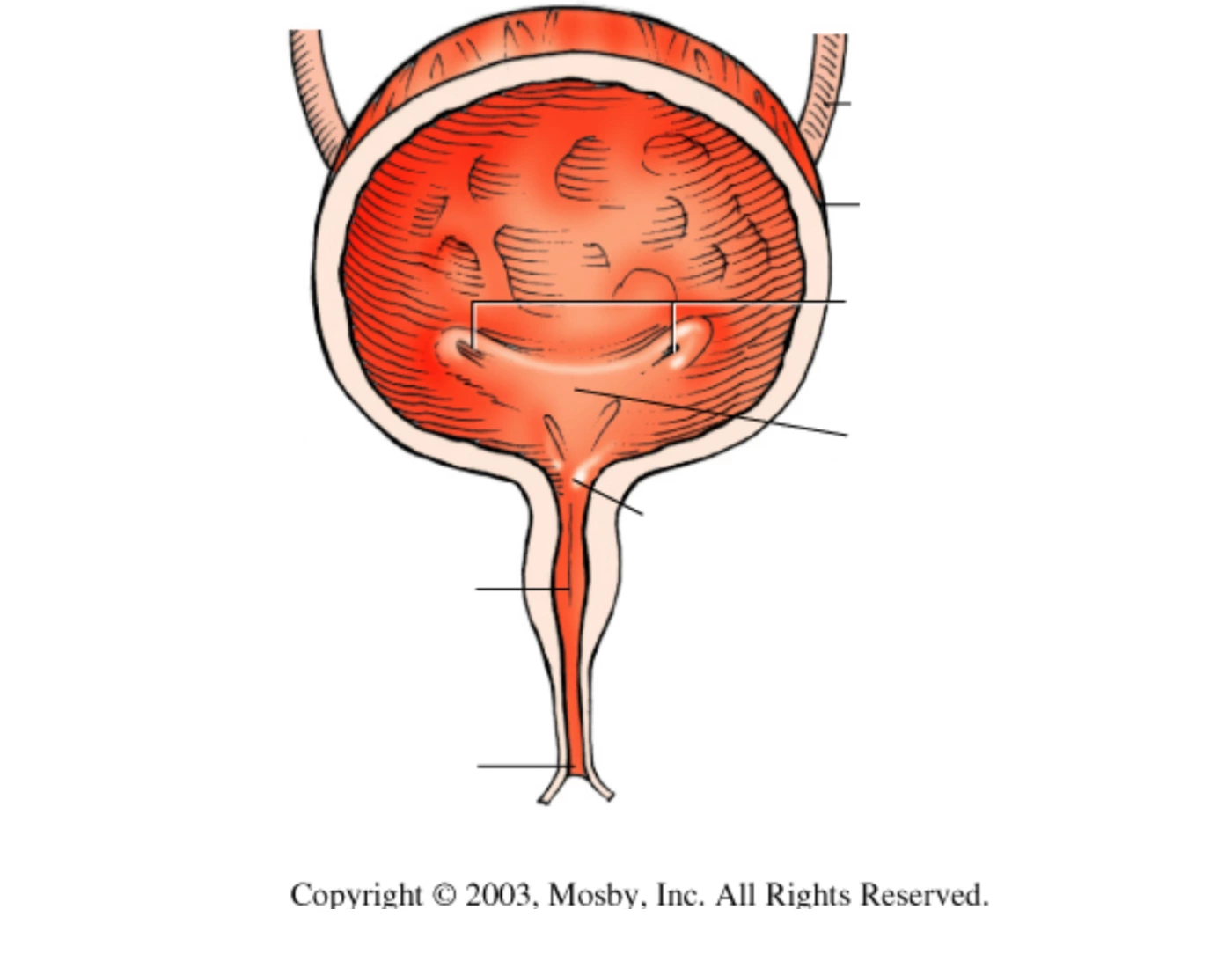 Bladder Game Bladder Quiz