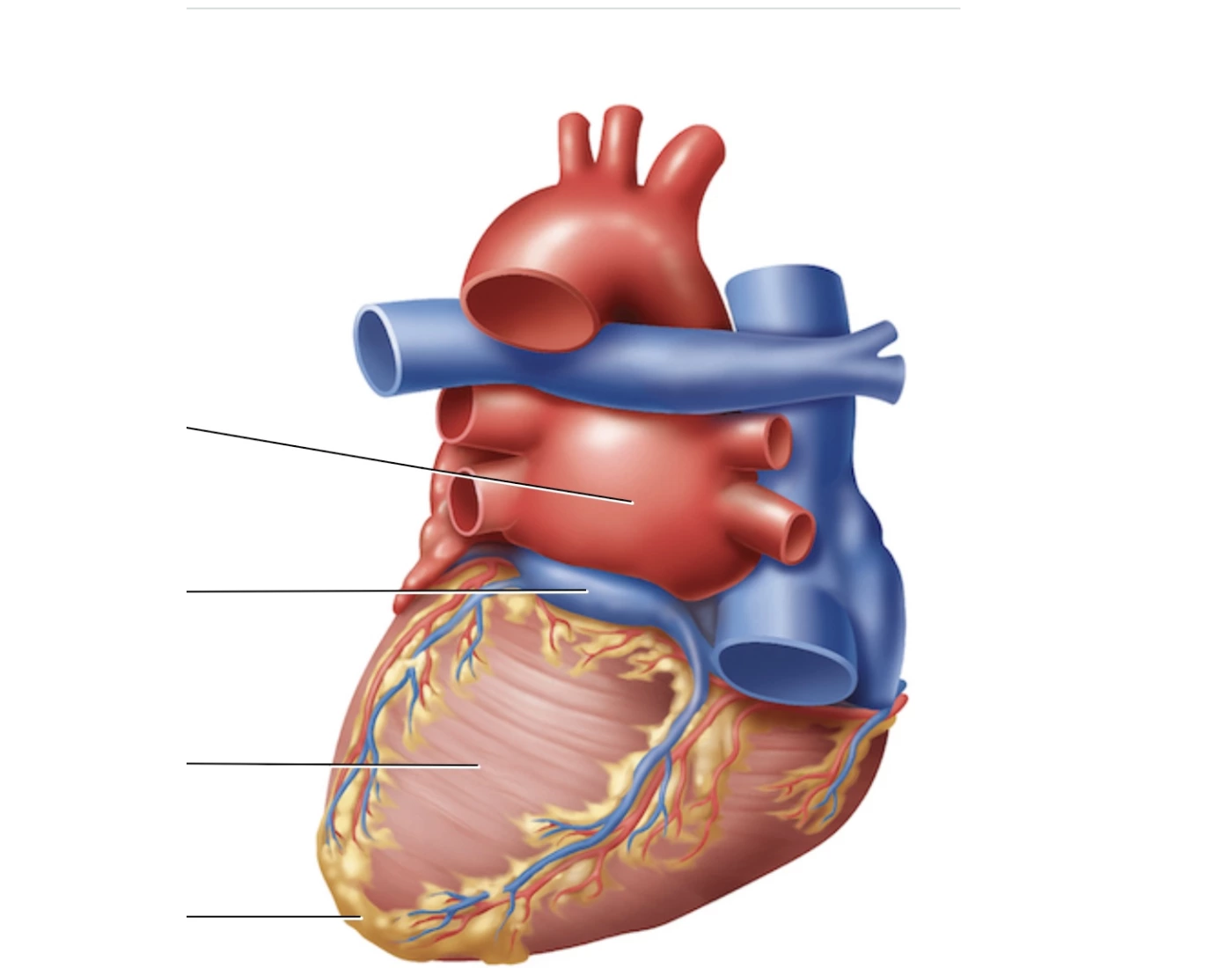 Heart anatomy labeled Quiz