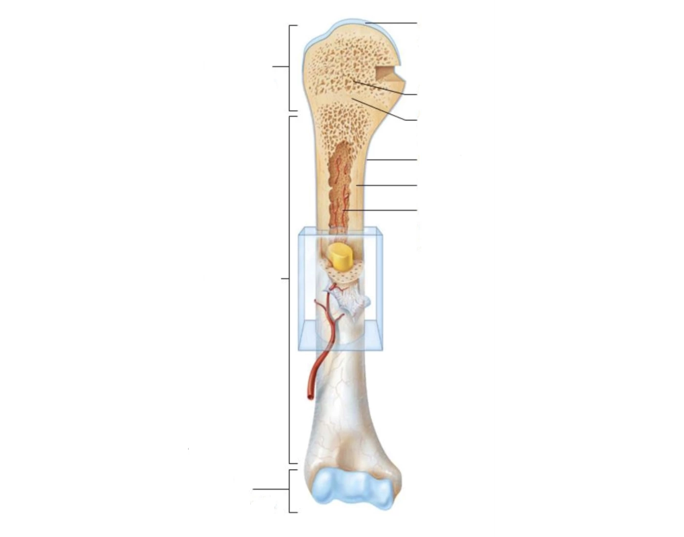 Labling Long Bone Long Bone Label the Diagram Quiz