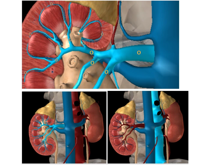 Kidney Arterial Blood Supply Quiz