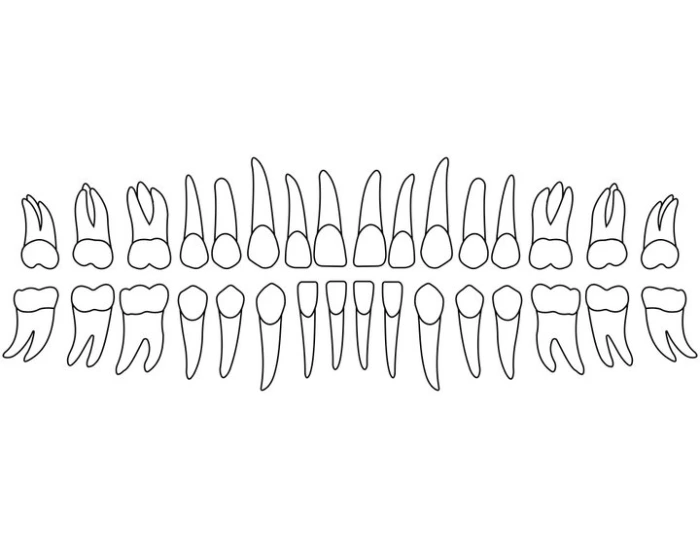 Fdi Printable FDI Tooth Numbering — Printable Worksheet