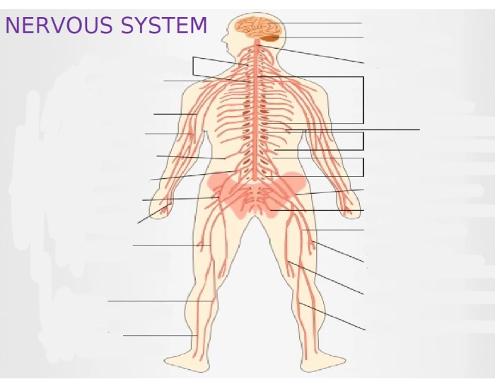 Nervous System Diagram Printable Worksheet