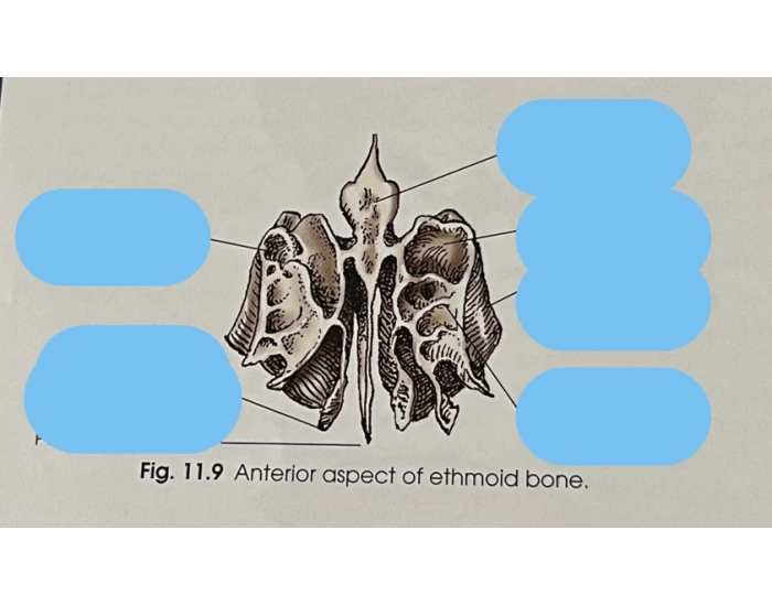 Ethmoid AP Printable Worksheet