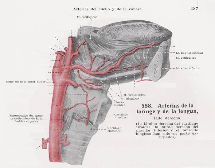 Arterias Laringe Y Lengua Quiz 7361