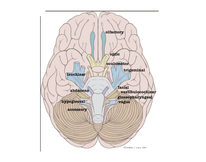Cranial Nerves GameFunctions