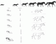 Evolution of the Horse Timeline