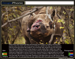 World Press Photo 2012: Black Rhino.