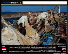 World Press Photo 2012 : Shark Fin.