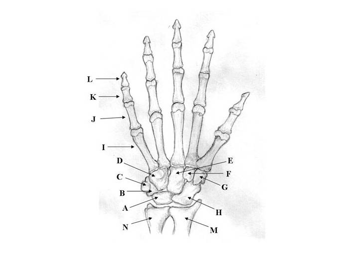 blank hand bone diagram