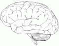 Brain Regions (External)