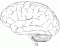 Brain Regions (External)