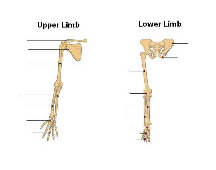 lower limb