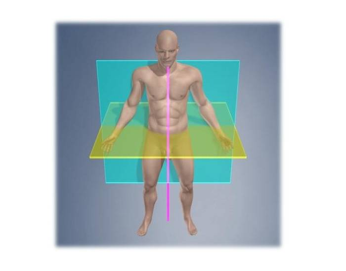 Anatomical Planes Quiz