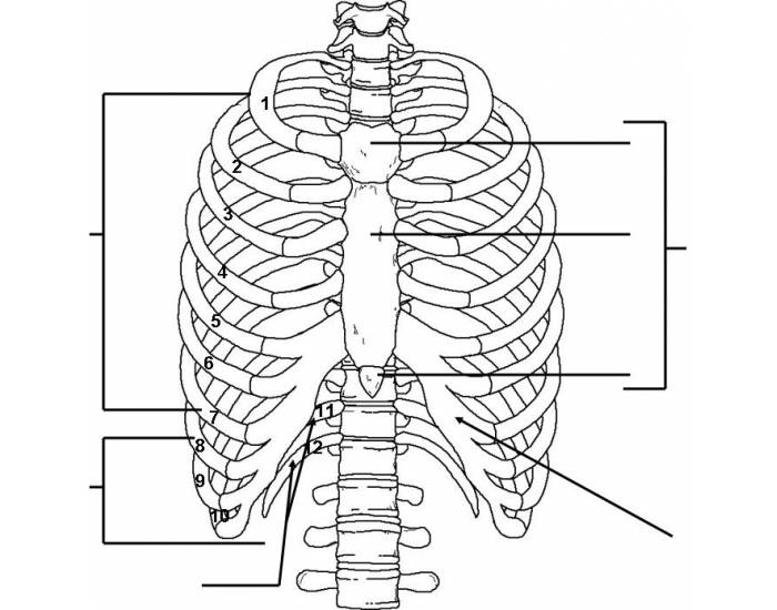 Unit 3 Part 2: Ribs and Sternum — Printable Worksheet