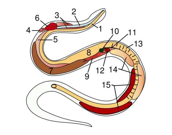Python Digestive System digestive system of snake Quiz