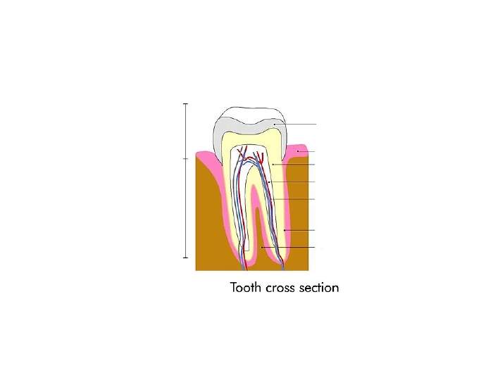 Tooth Microscope Label Tooth Label Quiz
