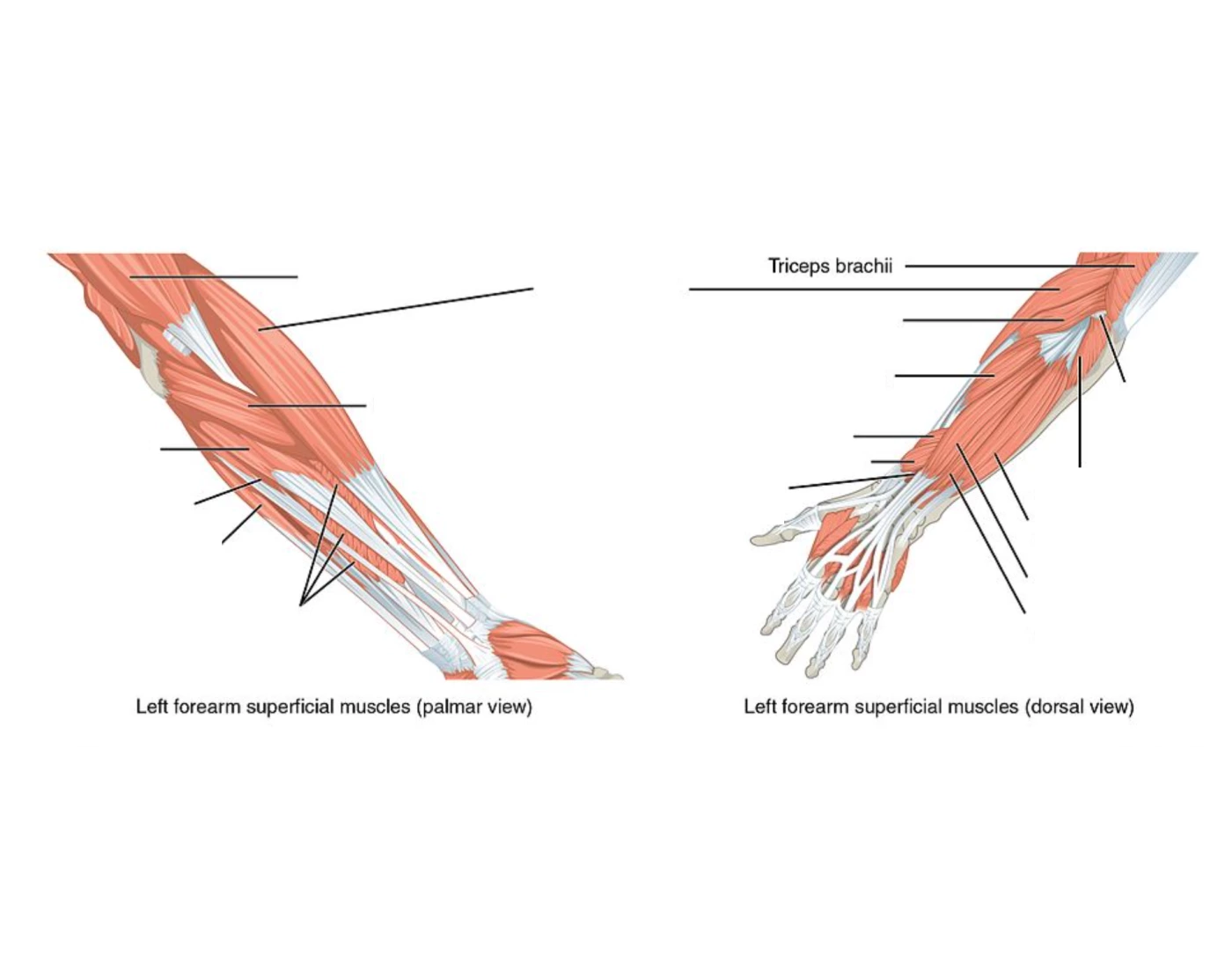 forearm muscles (O,I,N) — Printable Worksheet