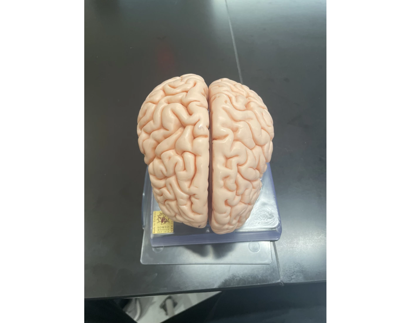 Human Whole Brain Model 1 Quiz Human whole brain model 1 quiz