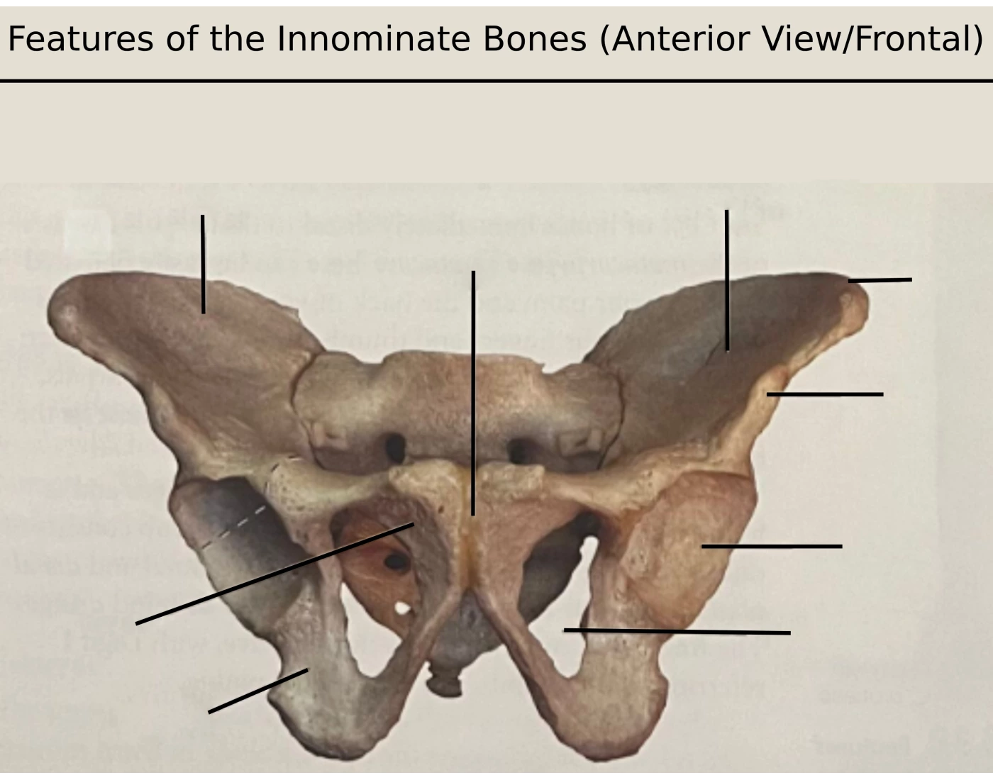 Innominate Bones Quiz
