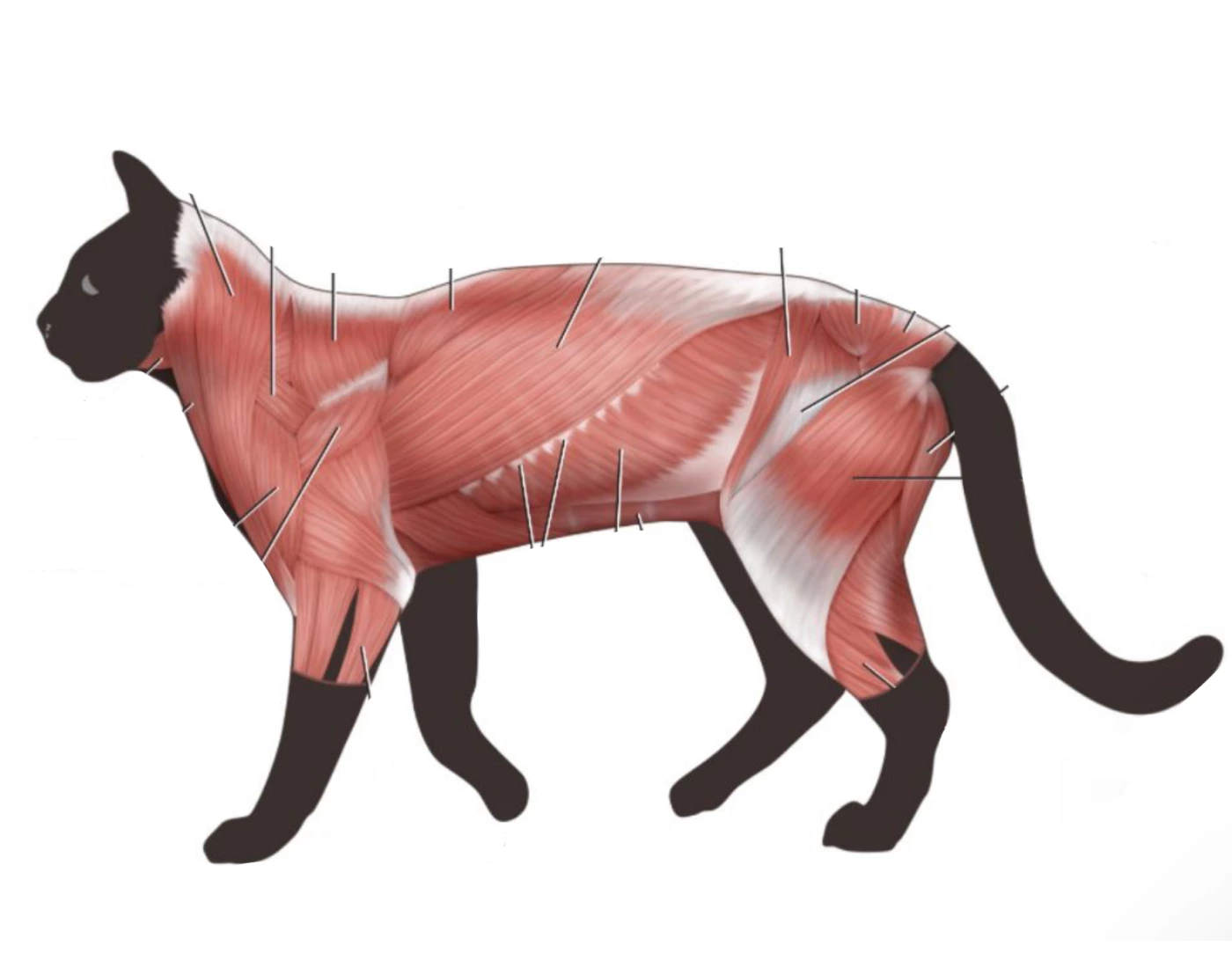Cat study guide Quiz