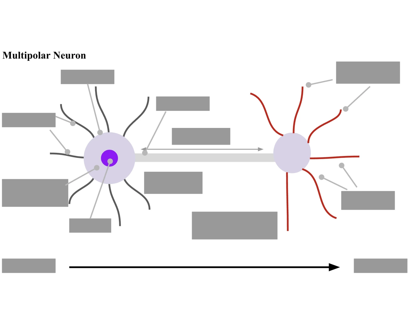 Multipolar Neuron Printable BIO 40A, Multipolar Neuron Quiz