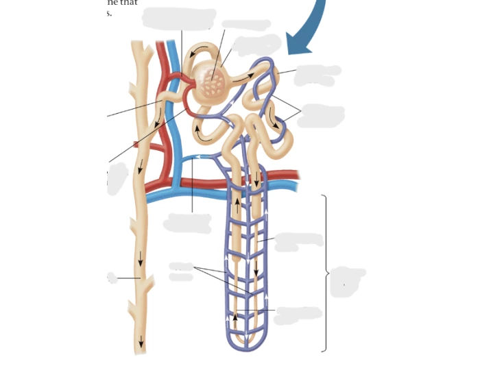 Nephron Worksheet.pdf Biology chapter 32.21 Part 3. the nephron — Printable Worksheet