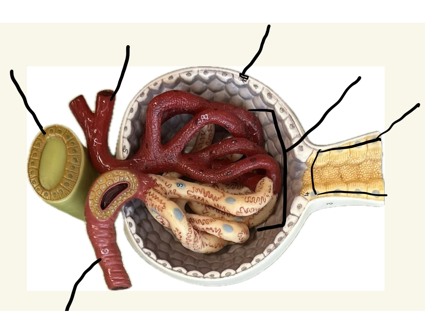 Renal Corpuscle Structures Quiz