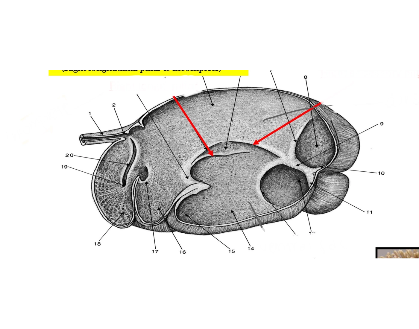 Normal Rumen Wall Internal rumen walls Quiz
