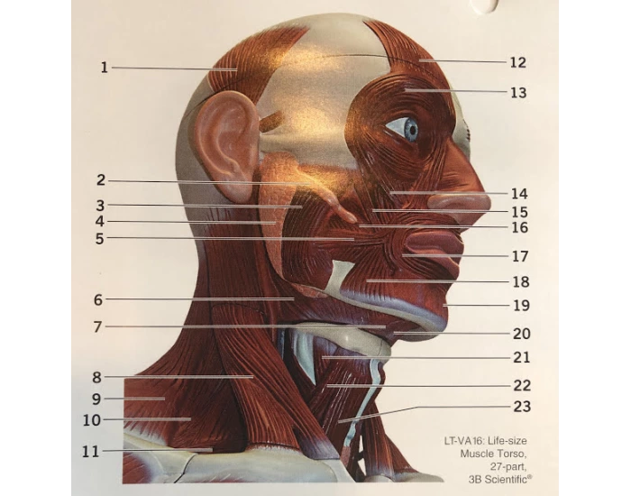 superficial muscles of head and neck Printable Worksheet superficial muscles of head and neck Printable Worksheet