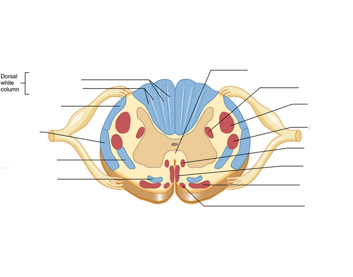 Spinal Column Point Spinal column pathways Quiz