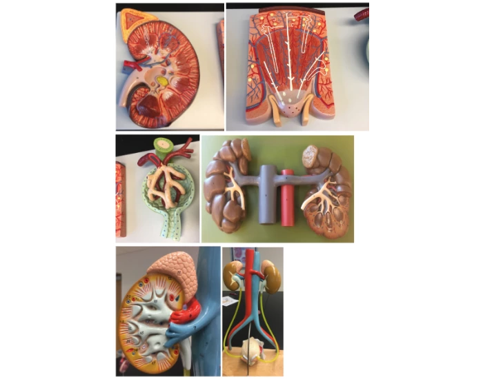 Urinary System Lab Modle Labeled ANS 206 Lab Practicle 2: Urinary System label Quiz