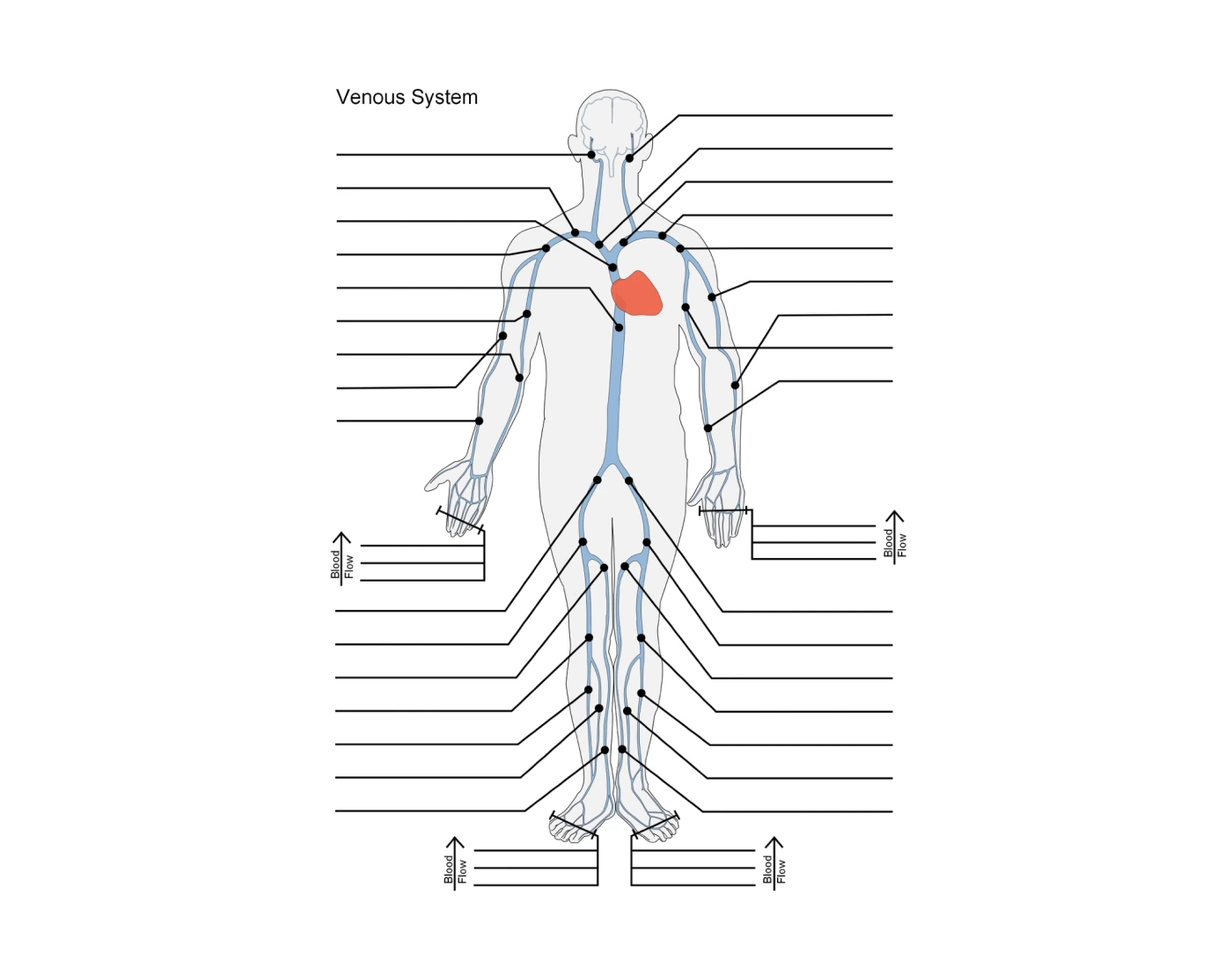 Venos System The Venous System Quiz