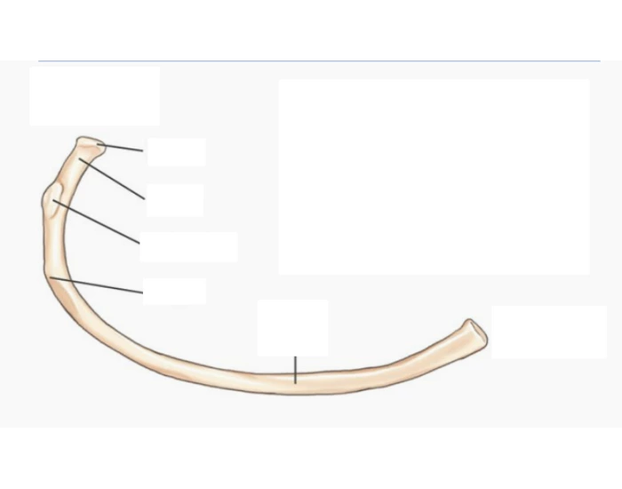 Right Rib Inferior View Typical Rib Inferior View Quiz