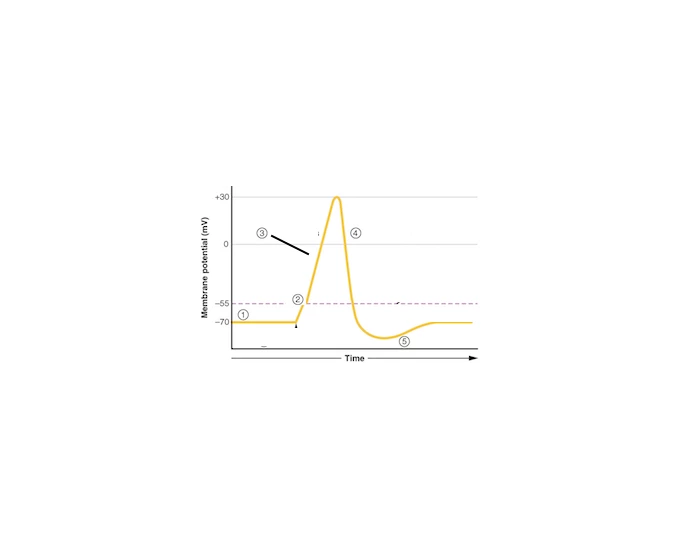 Neuron Action Potential — Printable Worksheet