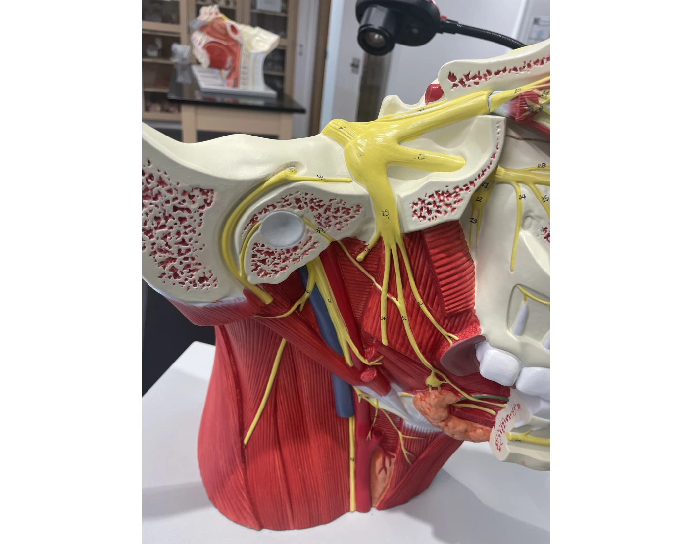 Nerve Model Dissected cranial nerve model - 3 Quiz