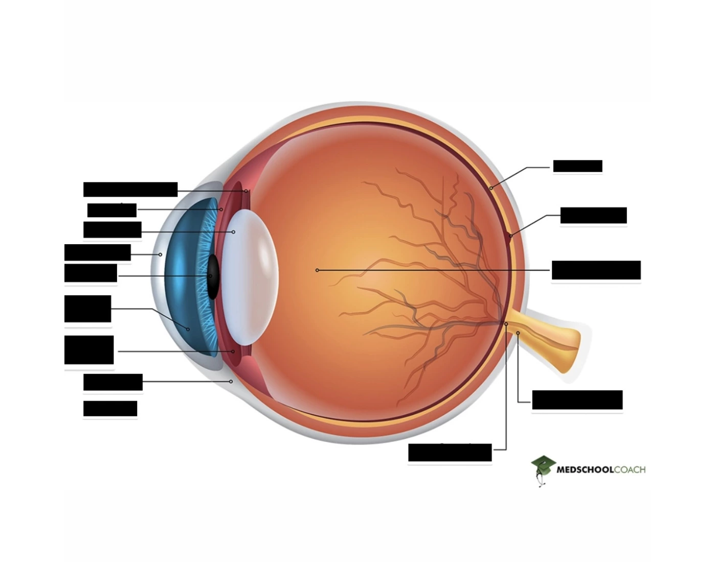 Structures of the eye labeled Quiz