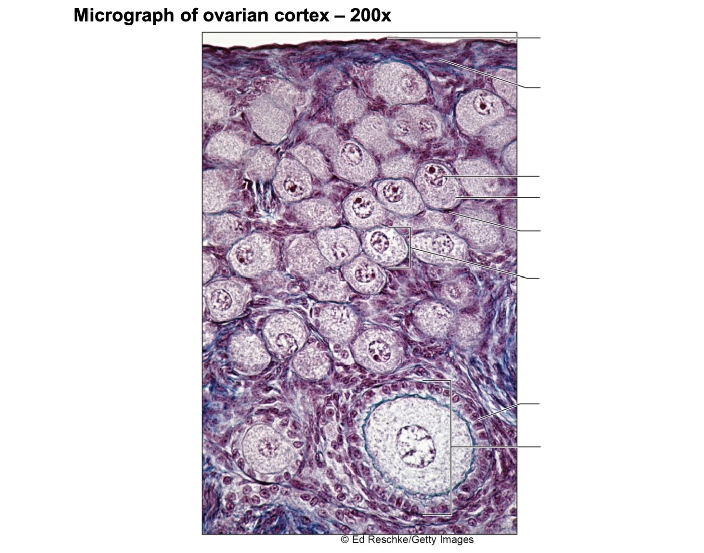 Cortex Function Ovary ovarian cortex micrograph Quiz