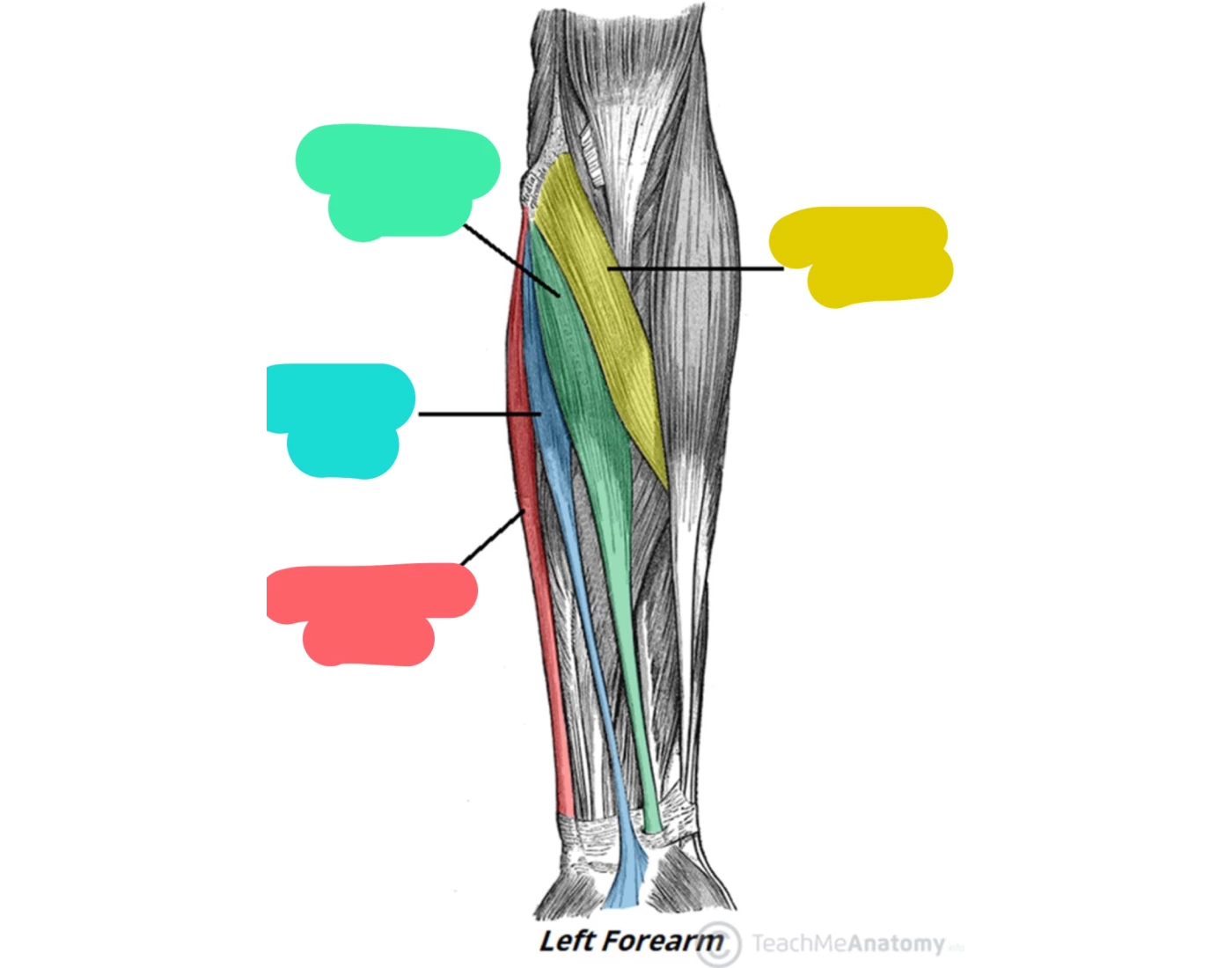 Left Inner Forearm left anterior forearm muscles Quiz