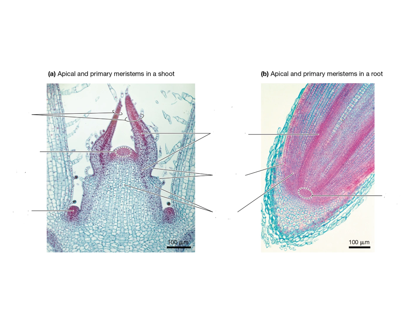 Root Apical Images Stem/Shoot and Root Apical Meristem Quiz