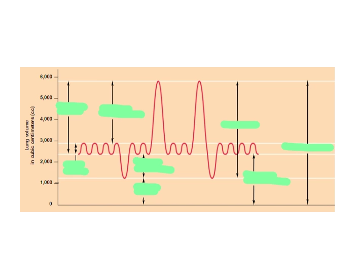 Spirogram Labeling Quiz