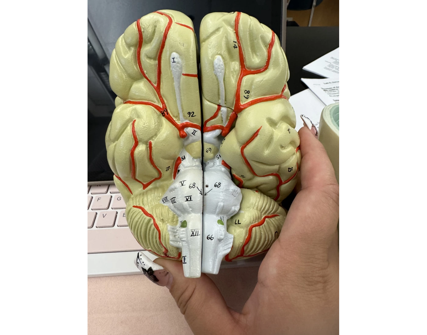 12 Cranial Nerves Quiz 12 cranial nerves quiz