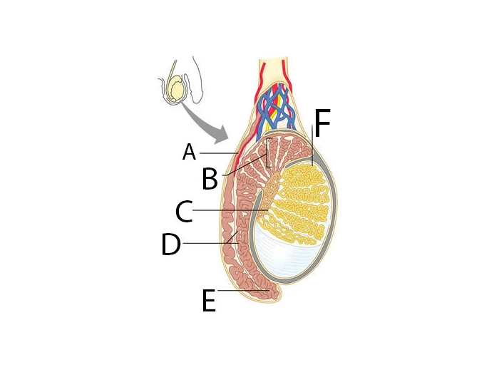 Testicle Detail Quiz